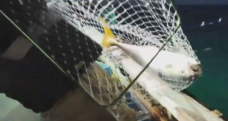 2匹目.jpg